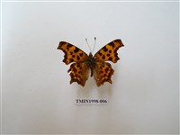 藏品(突尾鉤蛺蝶)的圖片